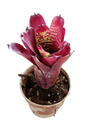 Neoregelia Pheasant Planta Bromelia Para Terrarios E Inteior