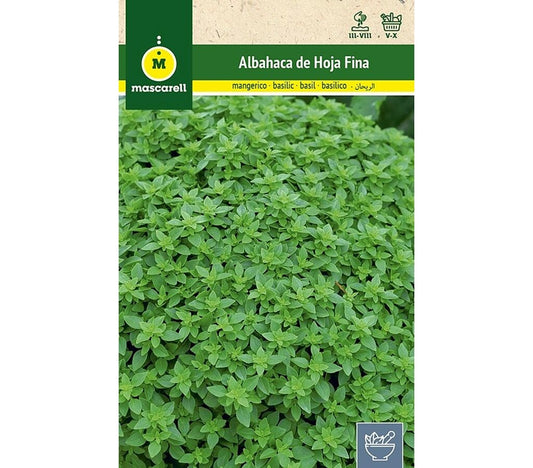Semillas Albahaca Hoja Fina