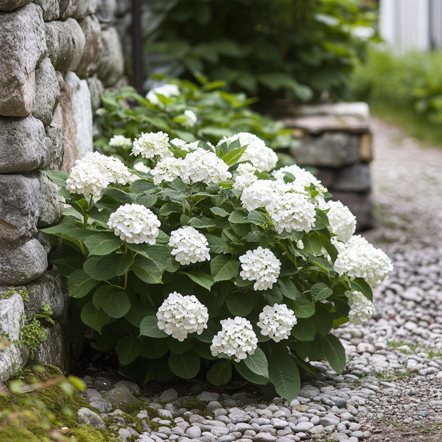 Hortensia - 3 Pzs - Hydrangea Macrophylla Teller 'benxi' - Altura 25-40cm - ⌀9cm