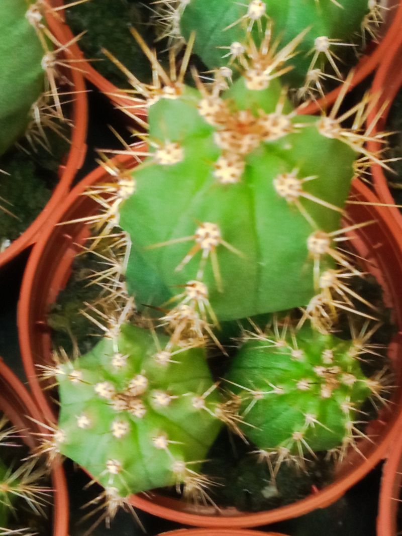 Suculentas Y Cactus Variedad #33 Planta Sin Id_0