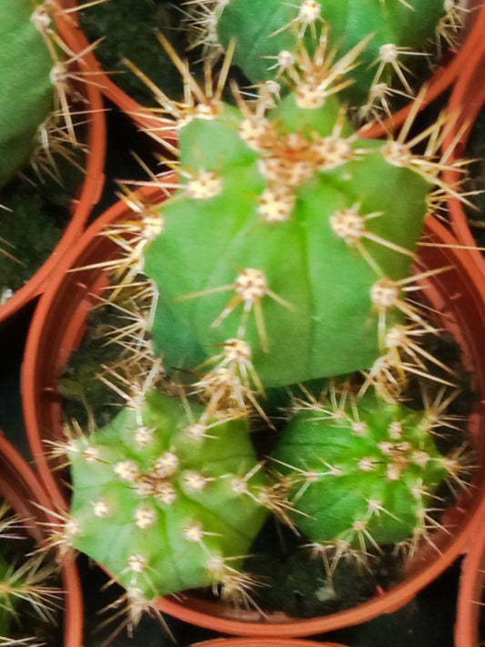Suculentas Y Cactus Variedad #33 Planta Sin Id