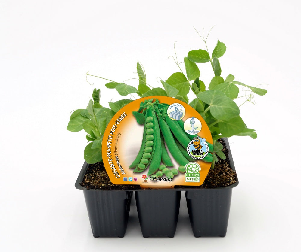 Pack Plantones Guisante Mata Alta 6 Ud. Natural - Fitoralia