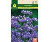 Semillas Estatice Sinuata Azul
