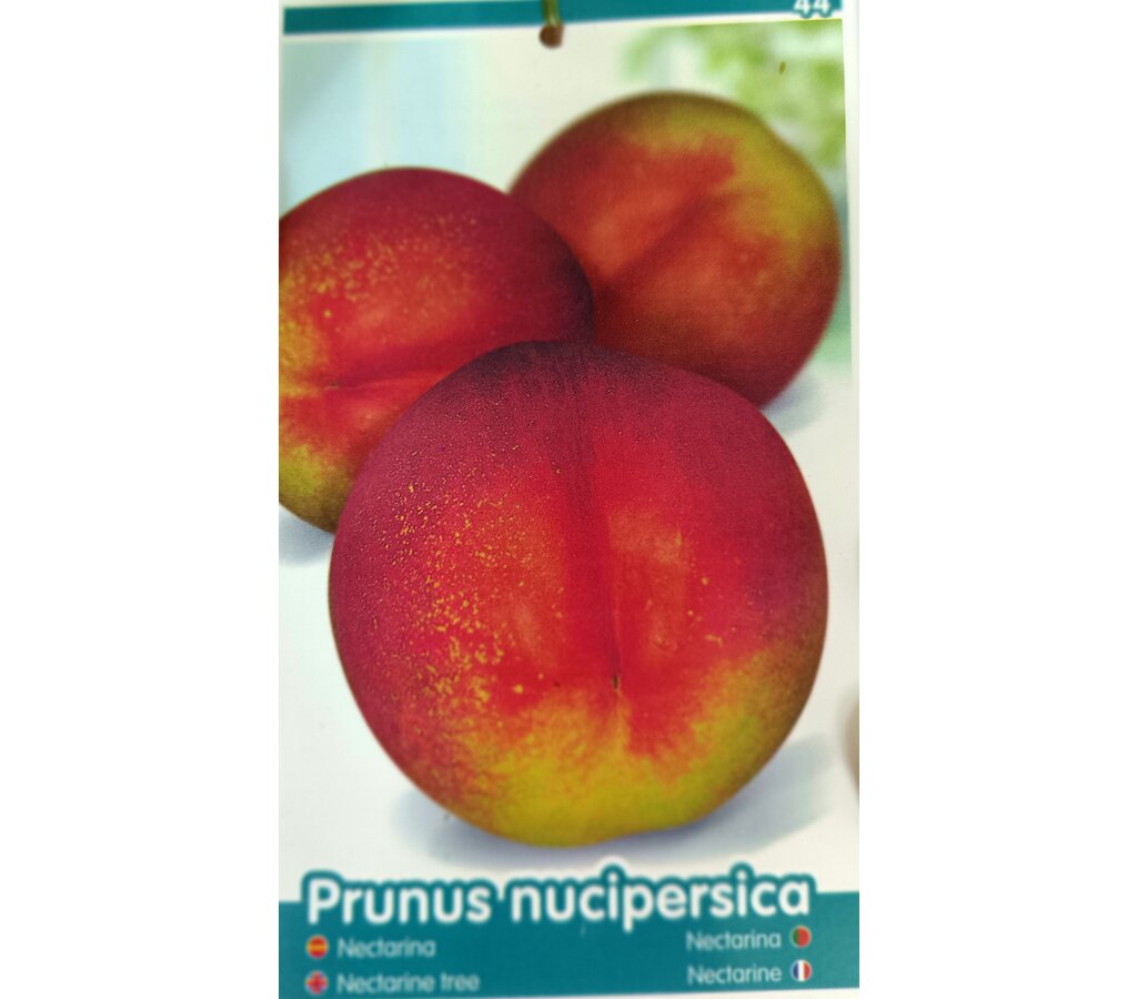 Nectarina M25 120-150cm