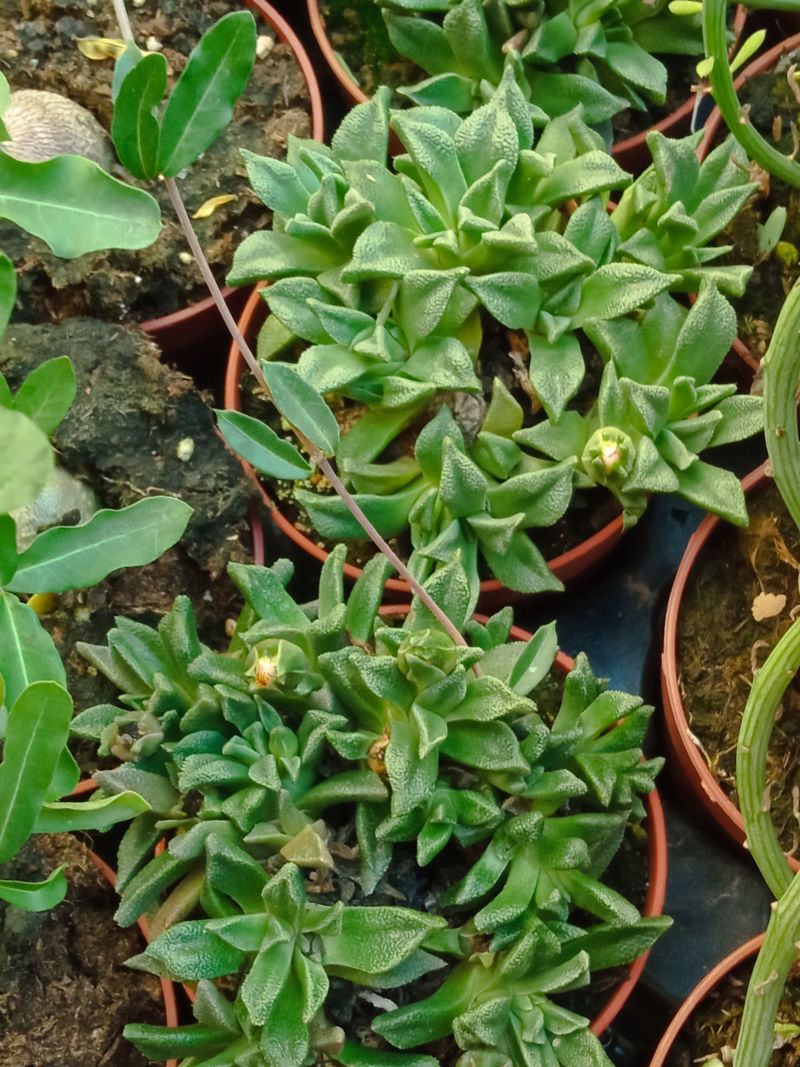 Aloinopsis Acuta Planta Suculenta 8 Cm_0