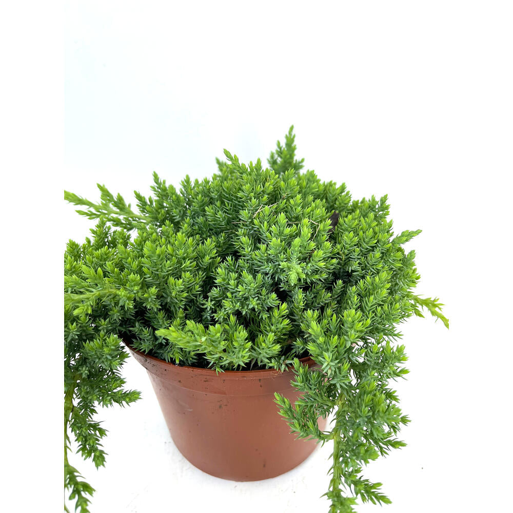 Juniperus Procumbens Nana 2.5l M17_1
