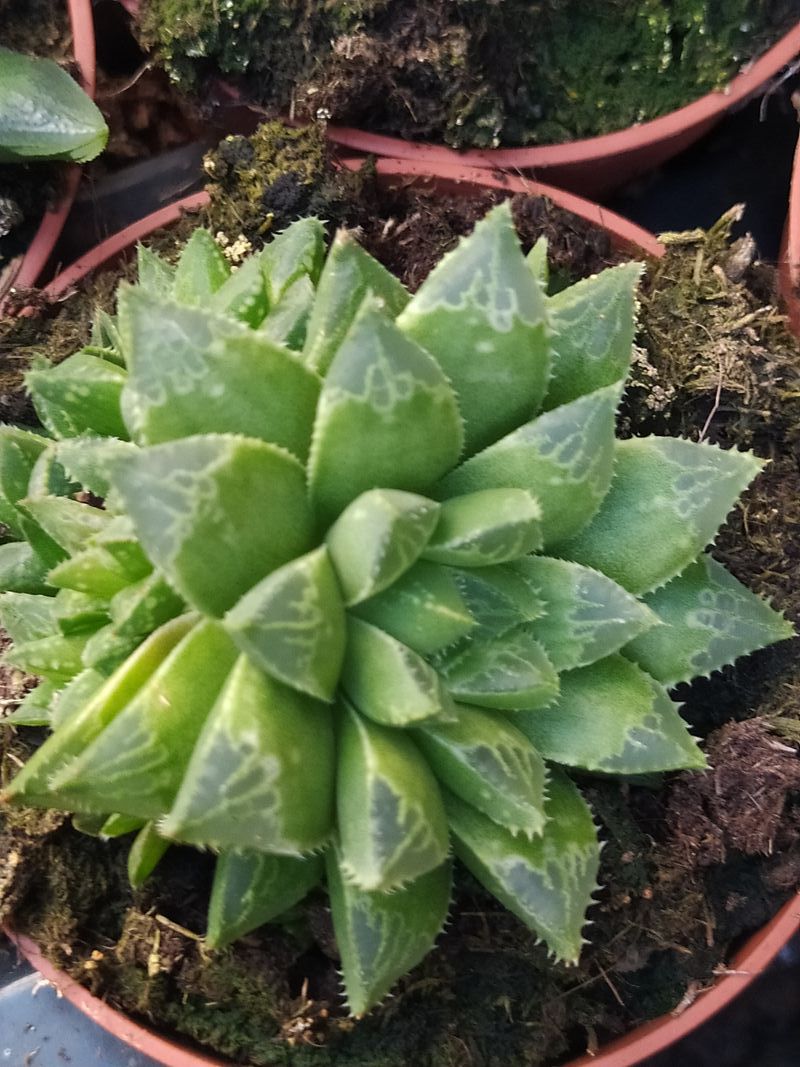 Planta Haworthia Mirabilis Suculenta Ø8 Cms