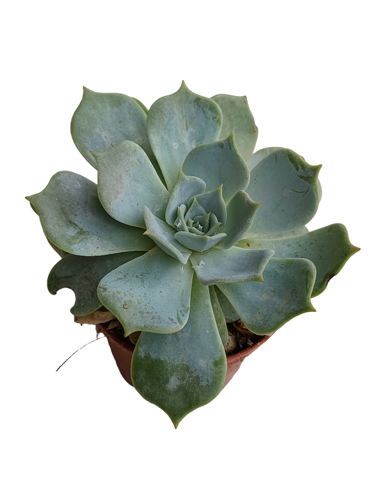 Echeveria secunda planta suculent de sol Ø5