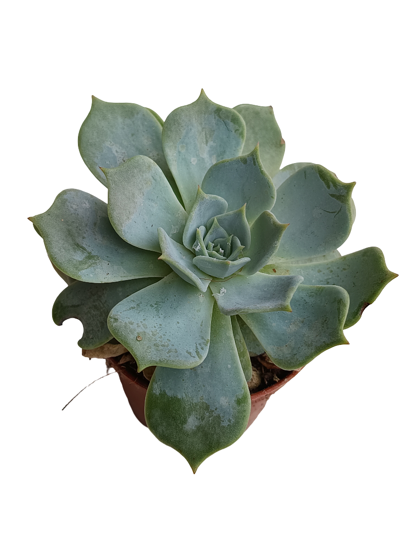 Echeveria Secunda Planta Suculent De Sol Ø5_0