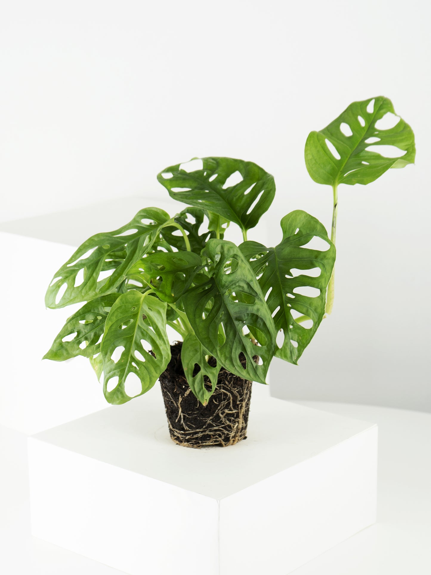 Monstera Adansonii | Altura 35cm - Diámetro 12cm