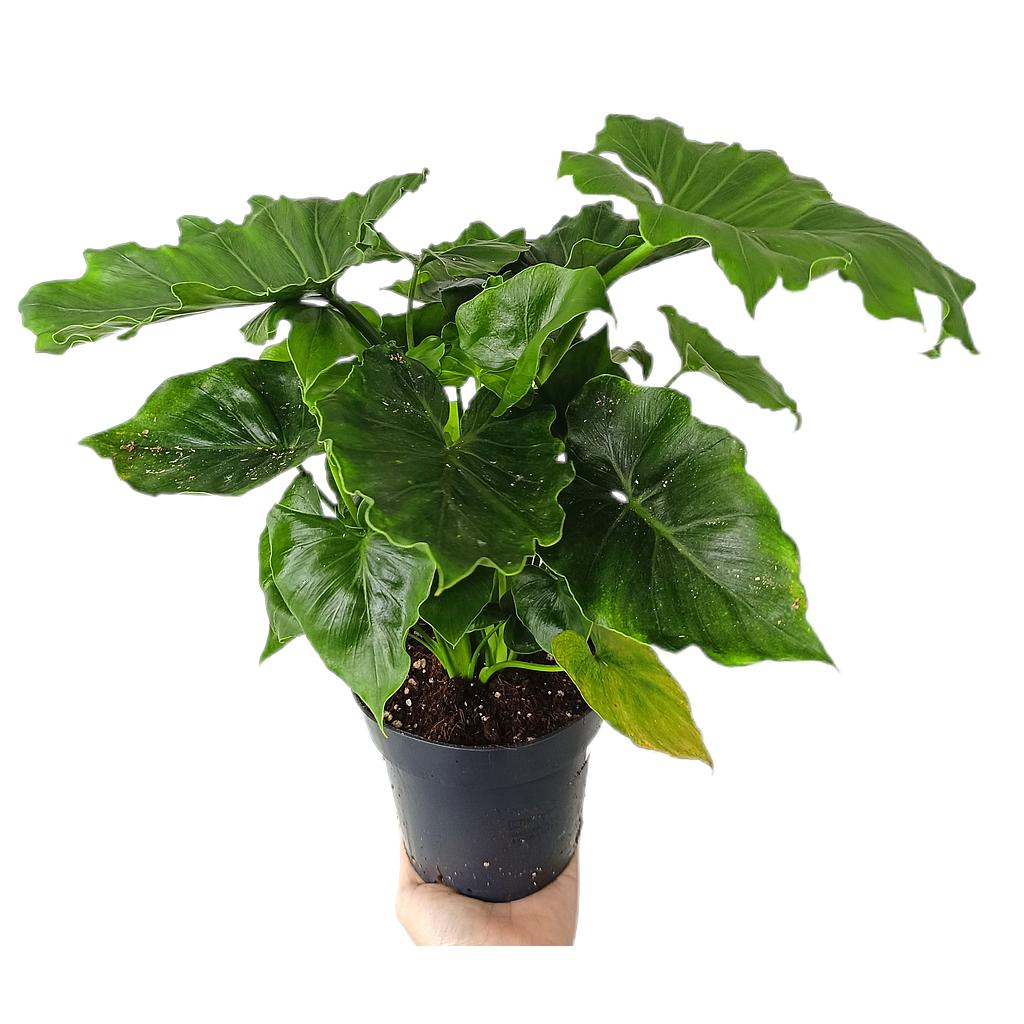 Philodendron Bipinnatifidum M14_0