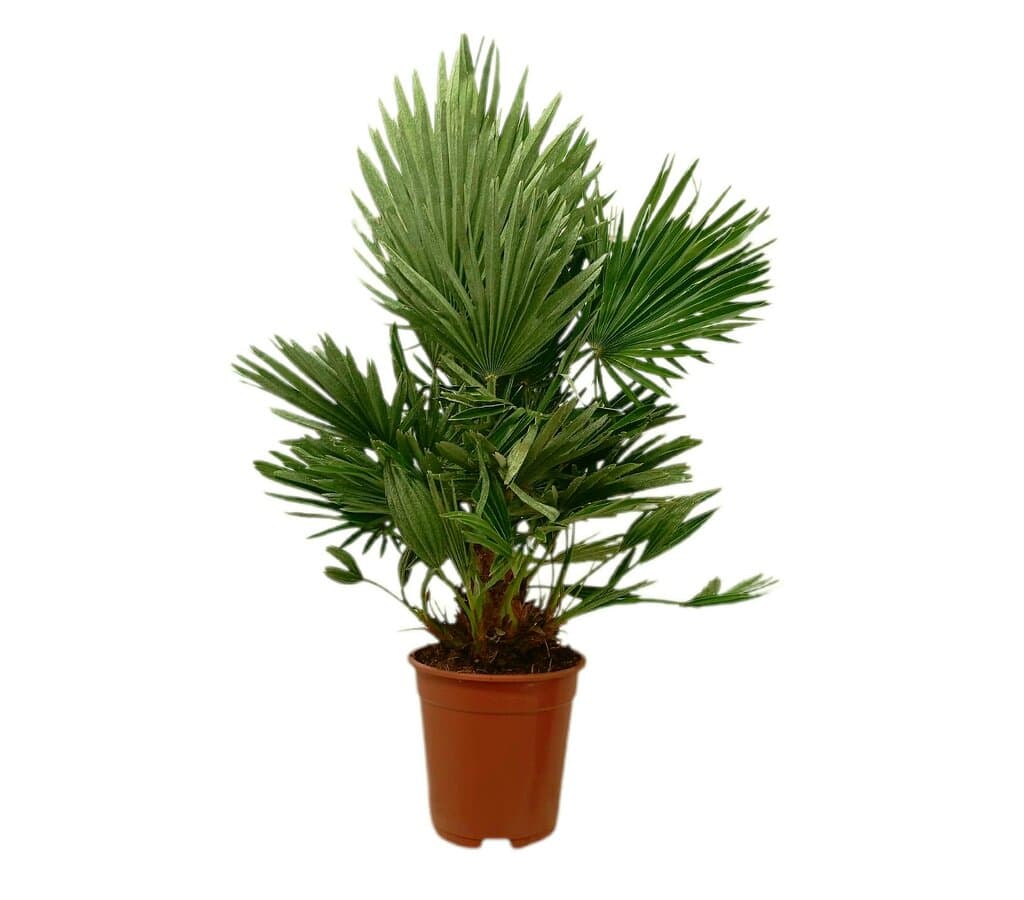 Chamaerops Humilis Vulcano M21