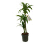 Dracena Hawaian Sunshine 3 Tallos M20 100-120cm