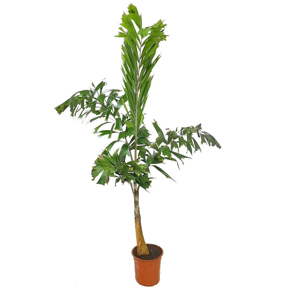 Wodyetia Bifurcata M24 140cm_1