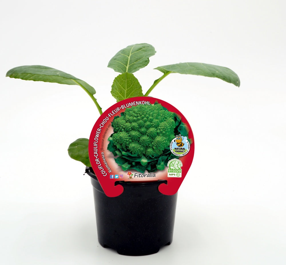 Plantón De Colflor Romanescu Natural En Maceta De 10,5 Cm. - Fitoralia