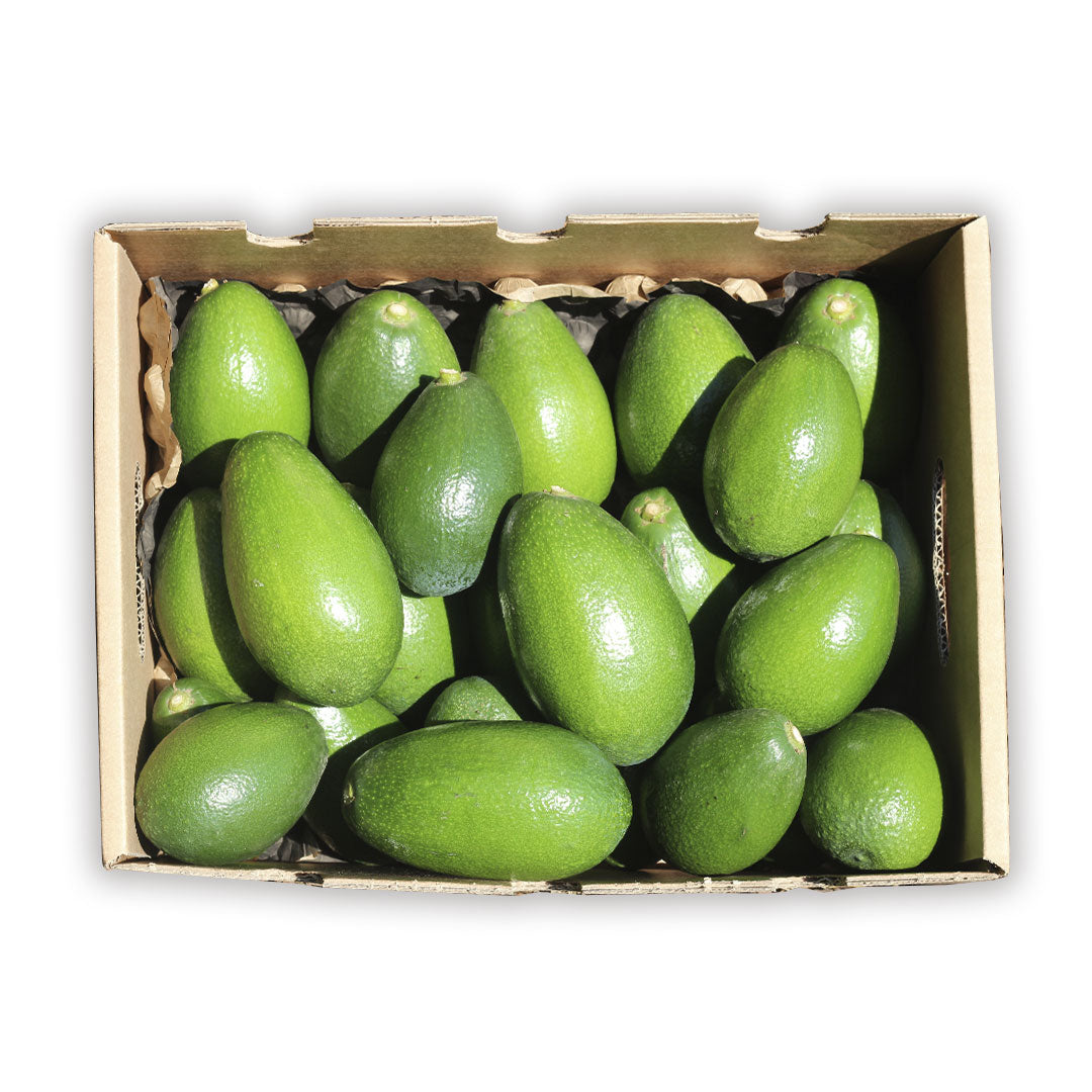 Caja 2kg Aguacates De Piel Lisa (variedad Bacon)