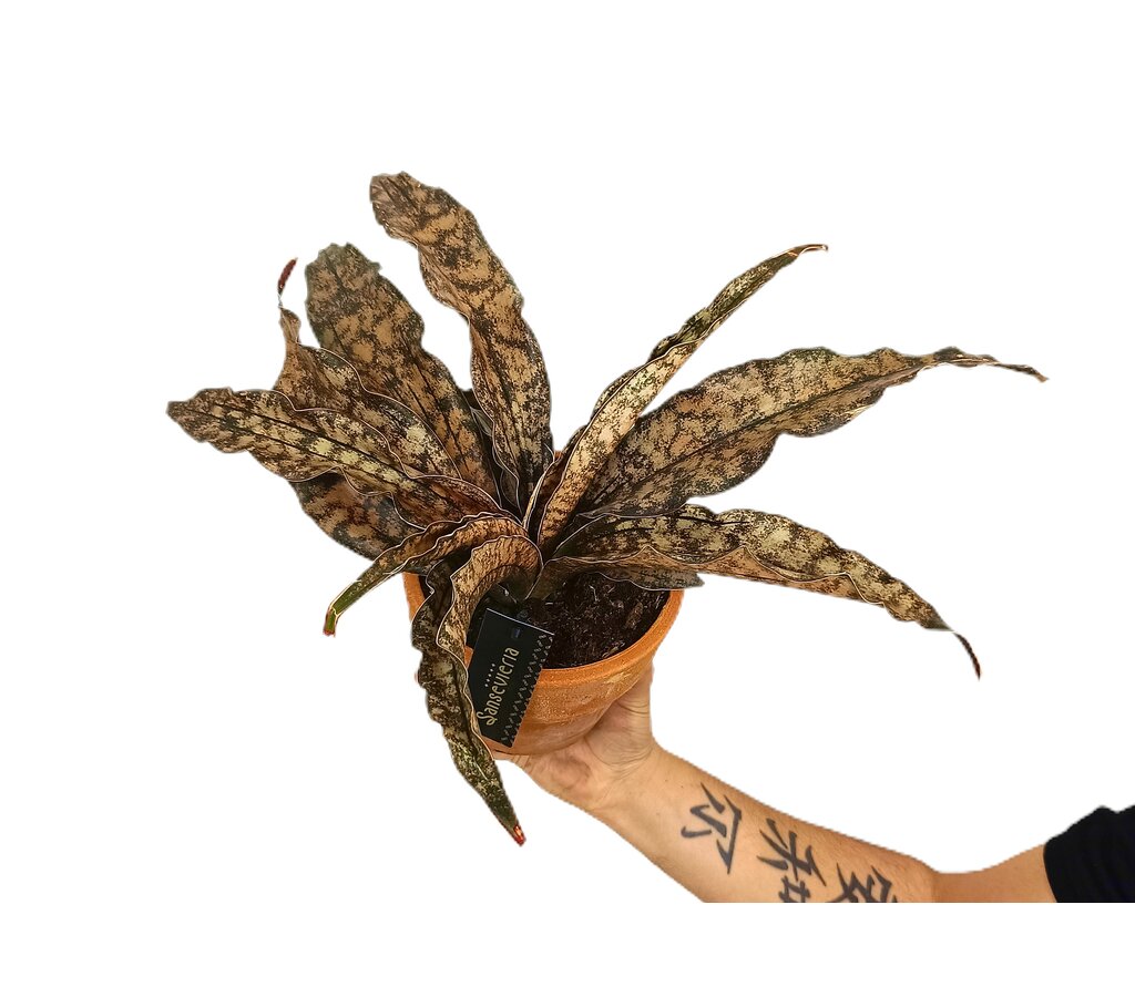 Sansevieria Star Canyon M17 30cm_1