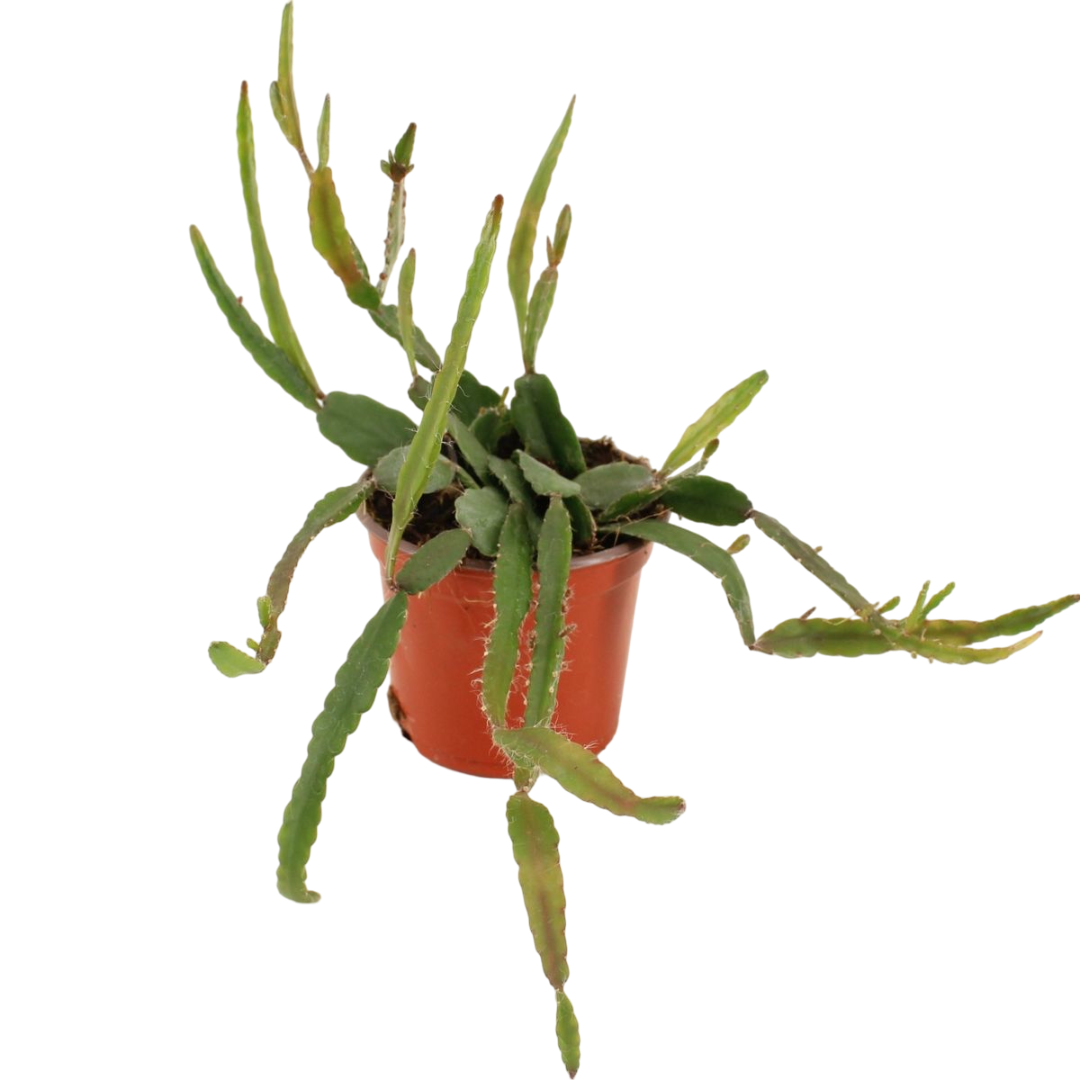 Rhipsalis Agudoensis Planta Colgante De Interior Ø9