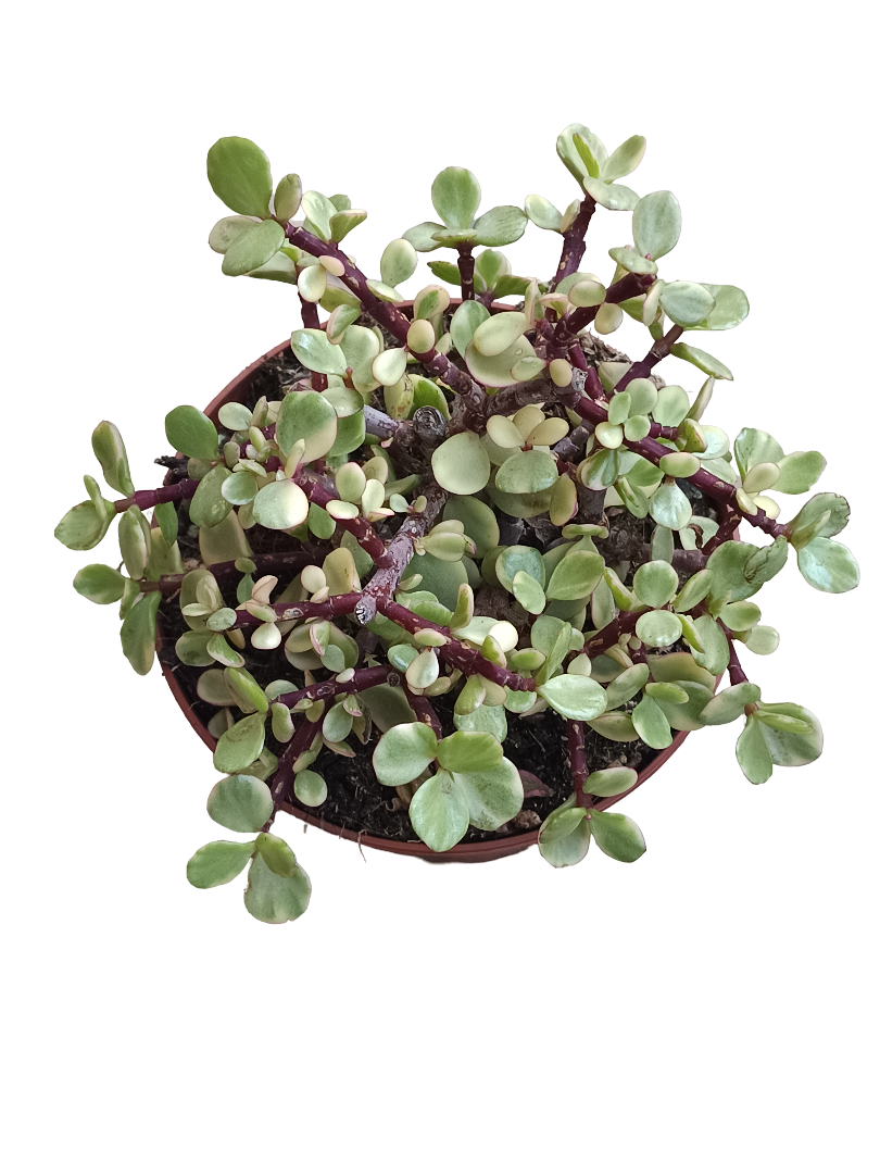 Portulacaria Afra Variegata Grande Ø13 Cms_0