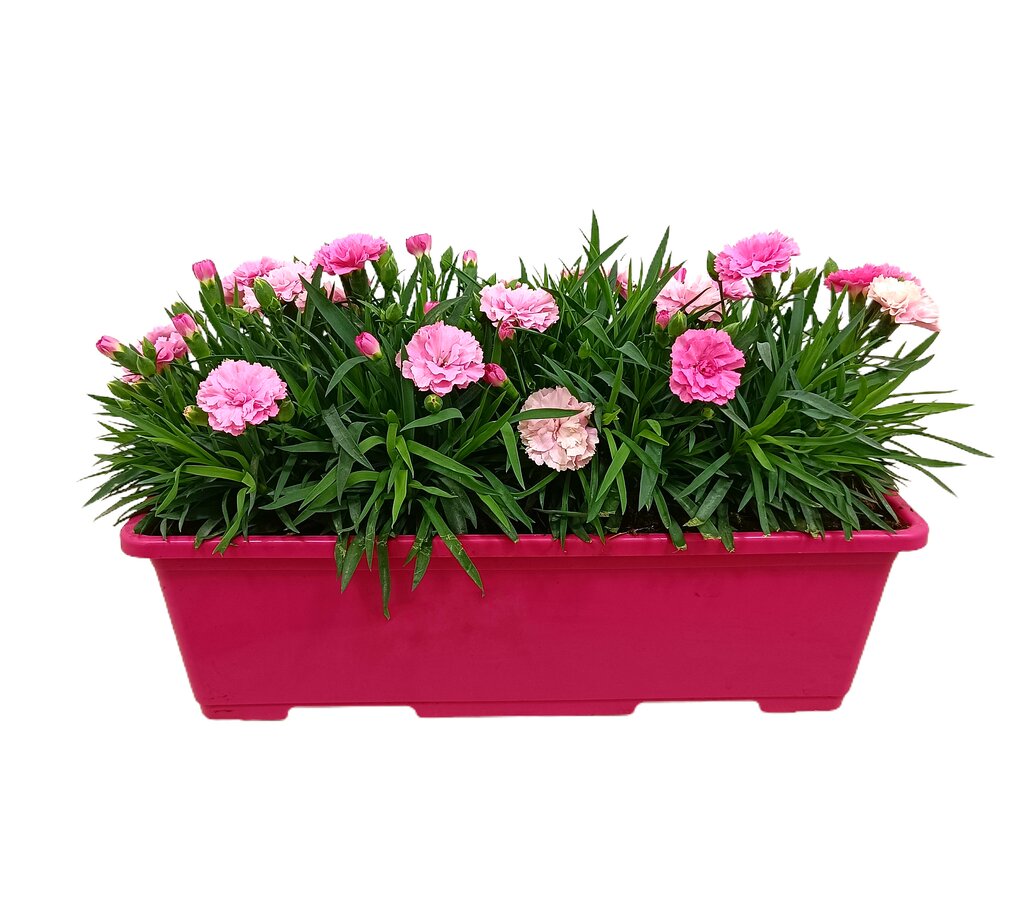 Clavel En Jardinera M40_0