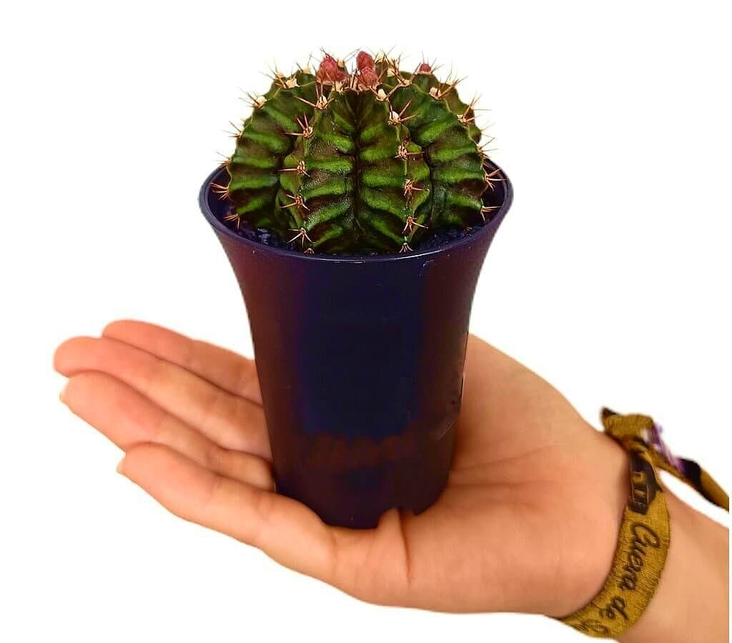Gymnocalycium T-rex Variegata M6 (unidad)