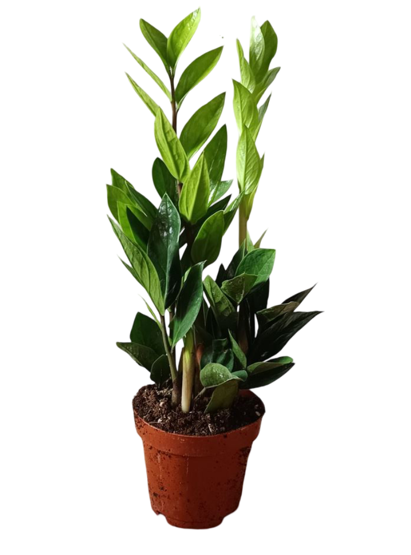 Zamioculcas Planta De Interior Muy Resistente Necesita Poca Luz