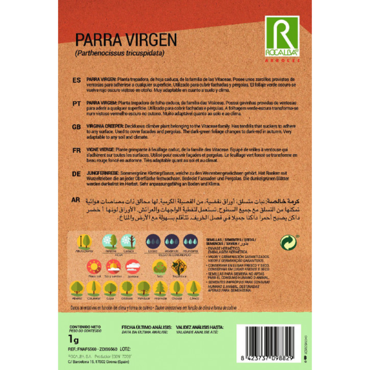 Semillas de Parra virgen Parthenocissus tricuspidat