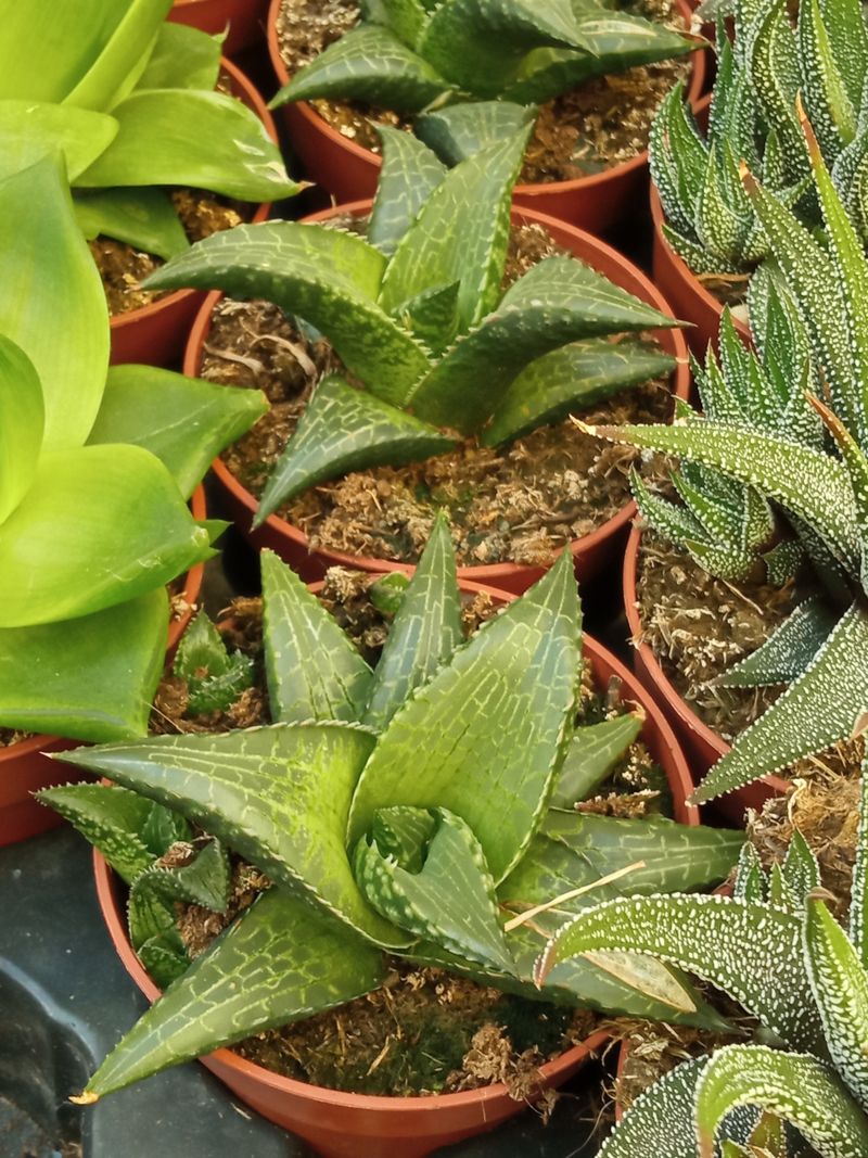 Haworthia Tesellata Planta Suculenta 5 Cm_0