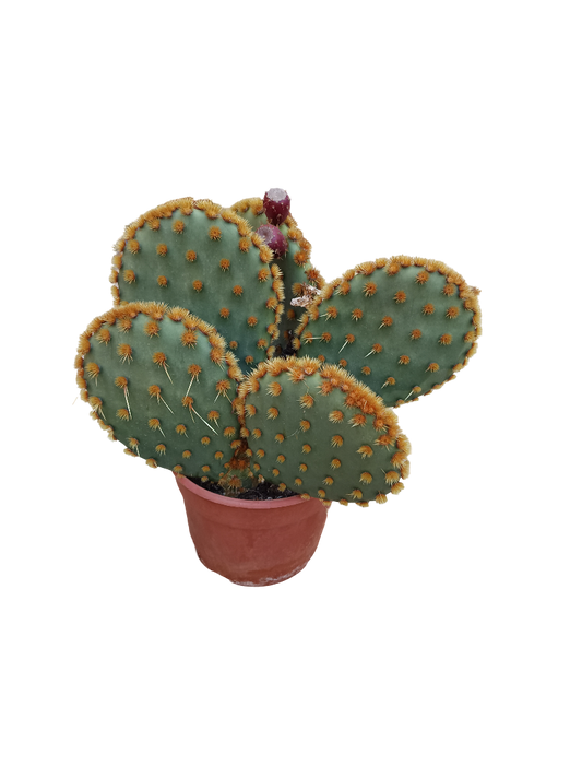 Opuntia Aciculata Planta De Sol Ø20 Cactus Unico