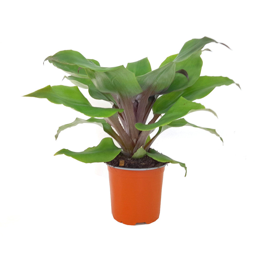 Aechmea Tayoensis M15 40cm_1