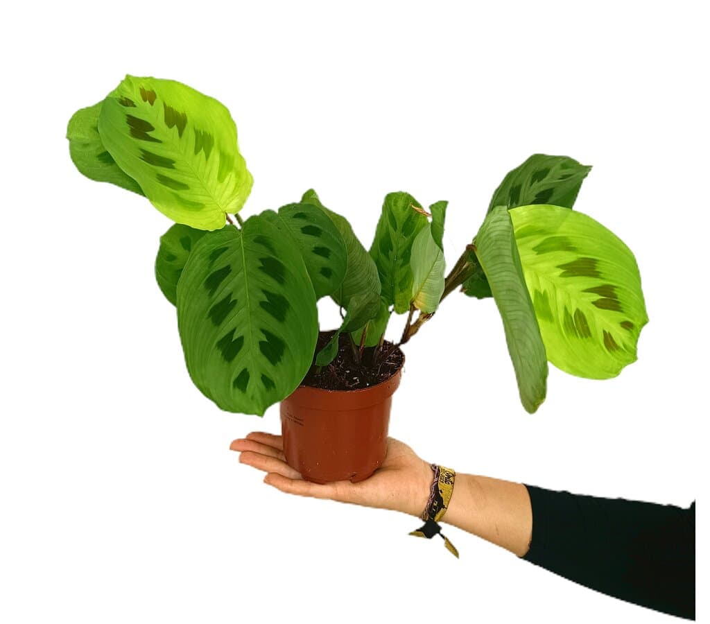 Maranta Leuconeura M12