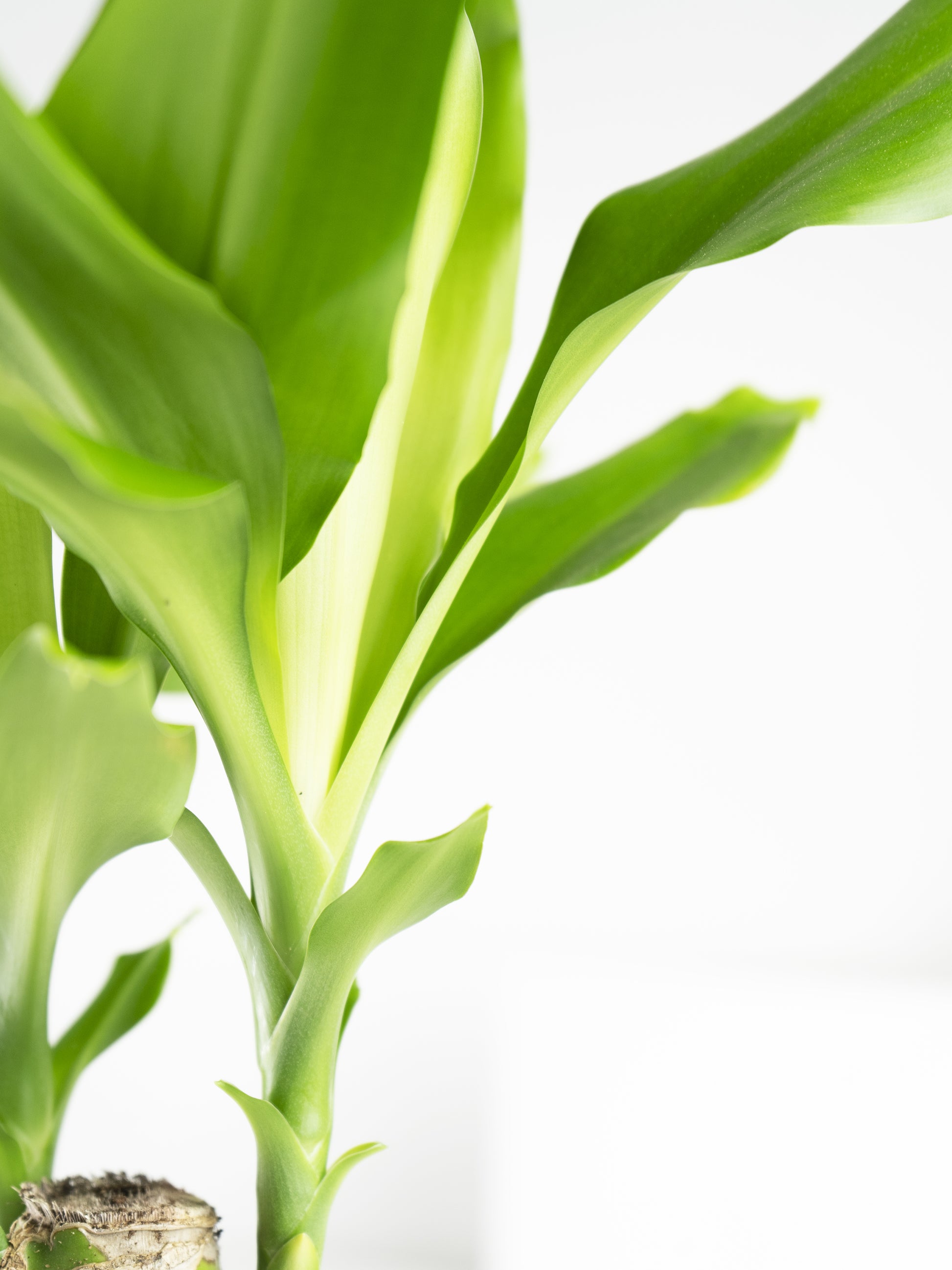 Tronco De Brasil | Altura 40cm - Diámetro 11cm