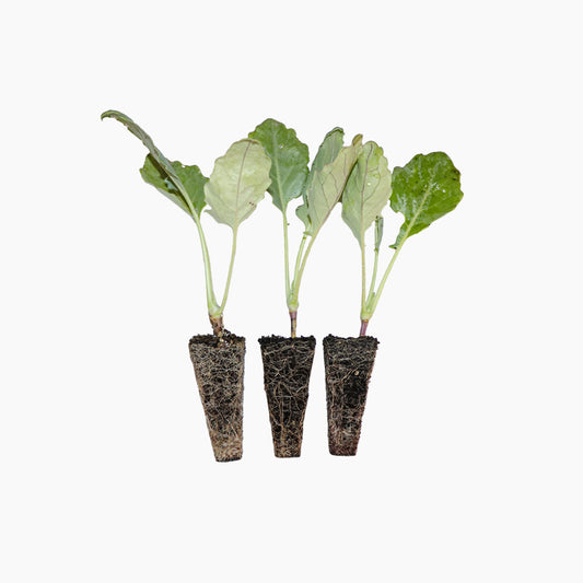 Plantón Colinabo Verde - Plantabo.