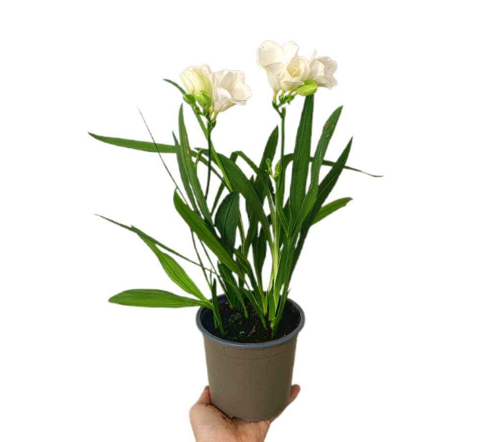 Freesia M13_0
