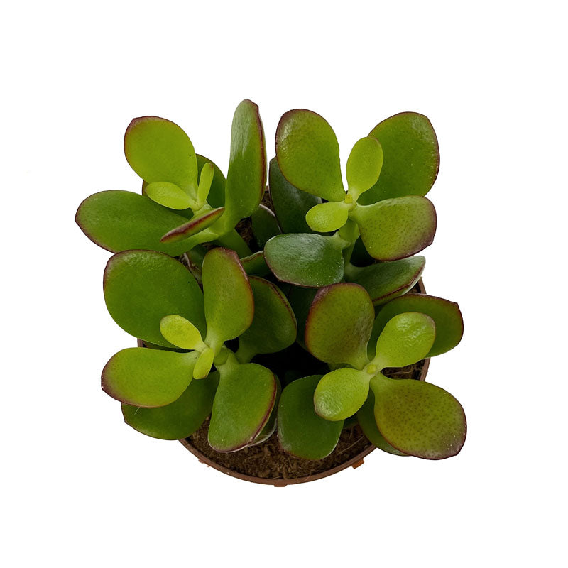Crassula Ovata Cactus Y Suculentas