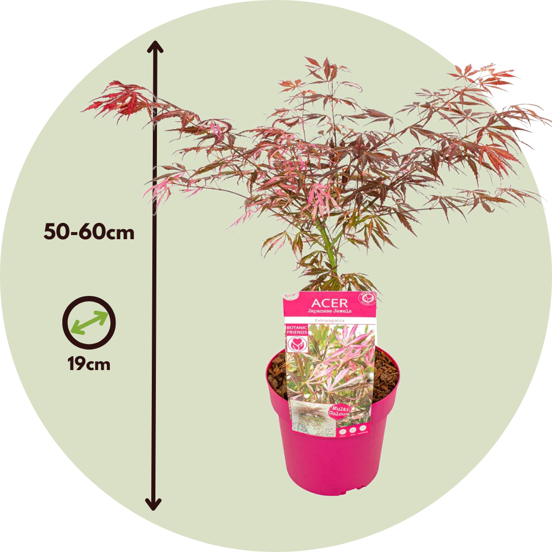 Arce Japonés - 2 Pzs - Acer Palmatum 'extravaganza' - Altura 50-60cm - ⌀19cm_2