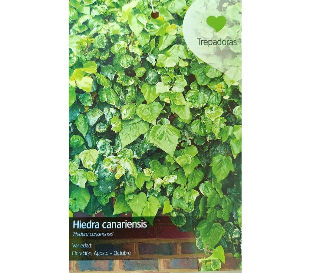 Hedera Canariens M21 120-150cm (hiedra Canaria)_1