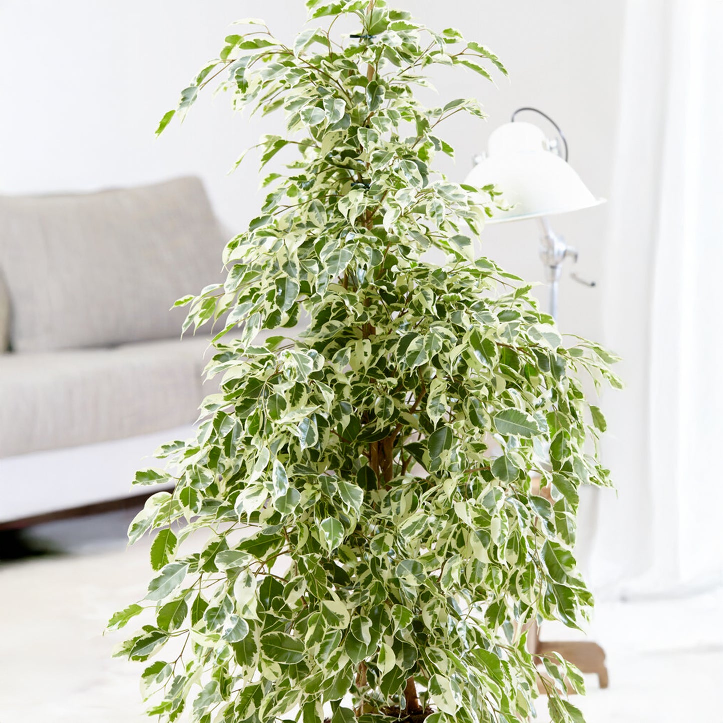 Higuera Llorona - Ficus Benjamina 'twilight' - Altura 100-110cm - ⌀21cm