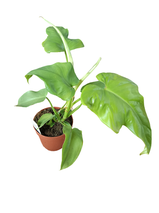 Filodendron bipennifolium Aurea Planta de interior Ø12