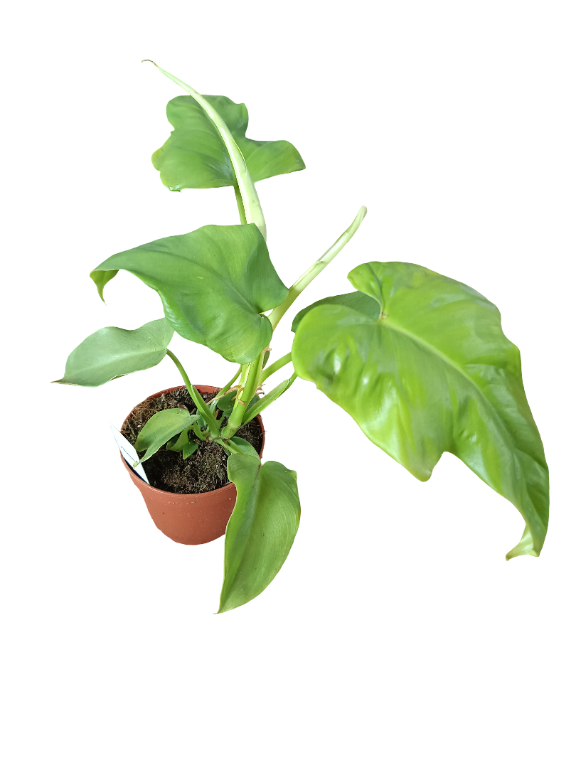 Filodendron Bipennifolium Aurea Planta De Interior Ø12_0