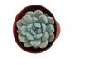 Echeveria Cuspidata Zaragozae Ø5 Planta Suculenta
