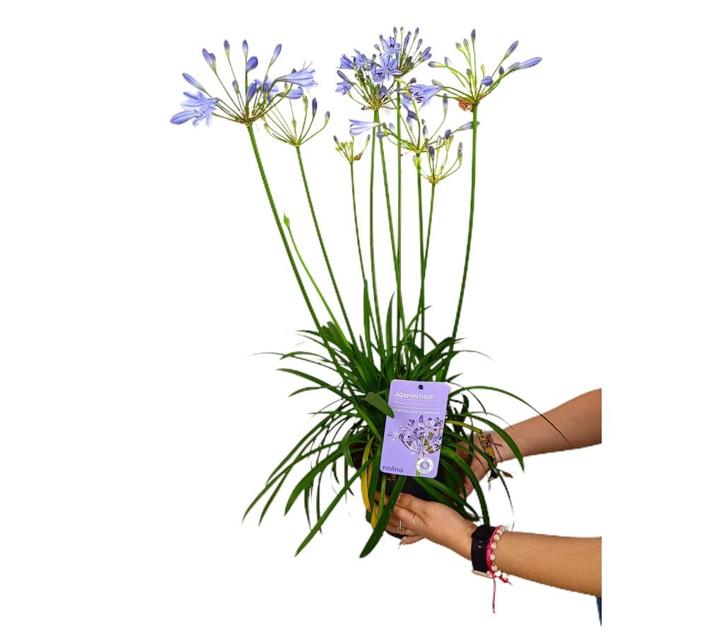 Agapanthus Summer Love Blue M17_0
