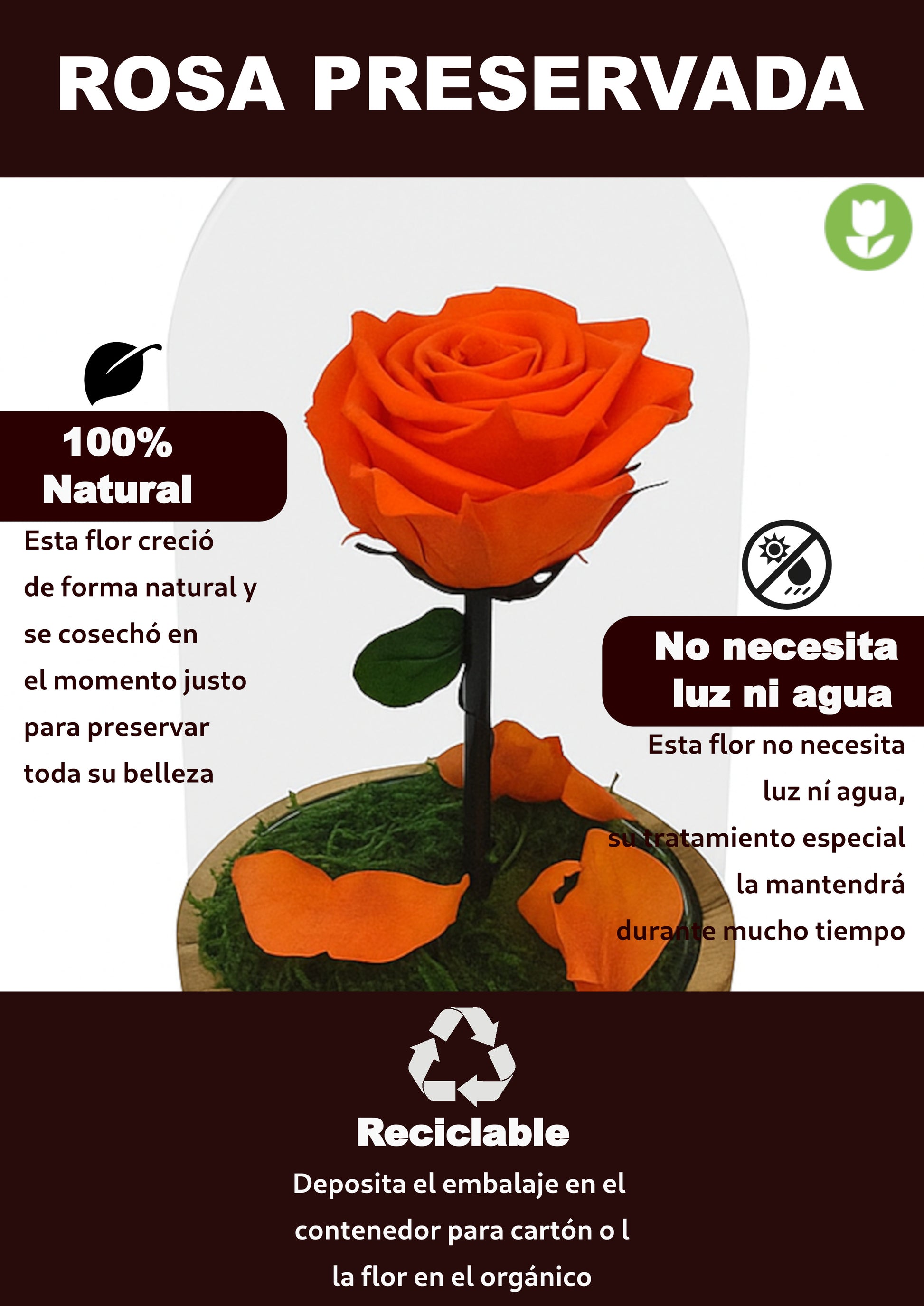 Mundo Eterno Rosa En Cúpula Naranja 12x20cm