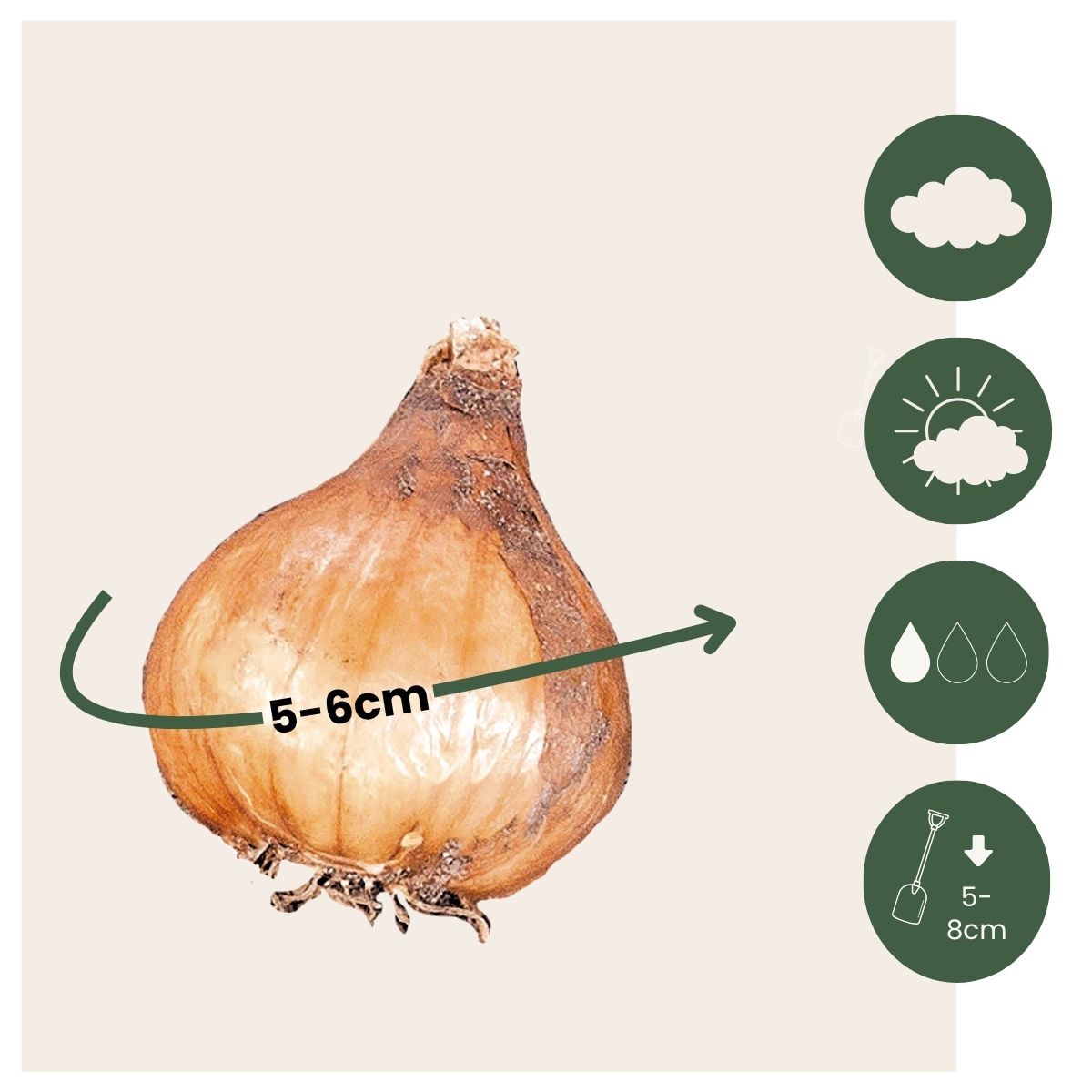 Campanilla De Invierno - 50 Pzs - Galanthus Elwesii - Bulbos De Flores - Blanco