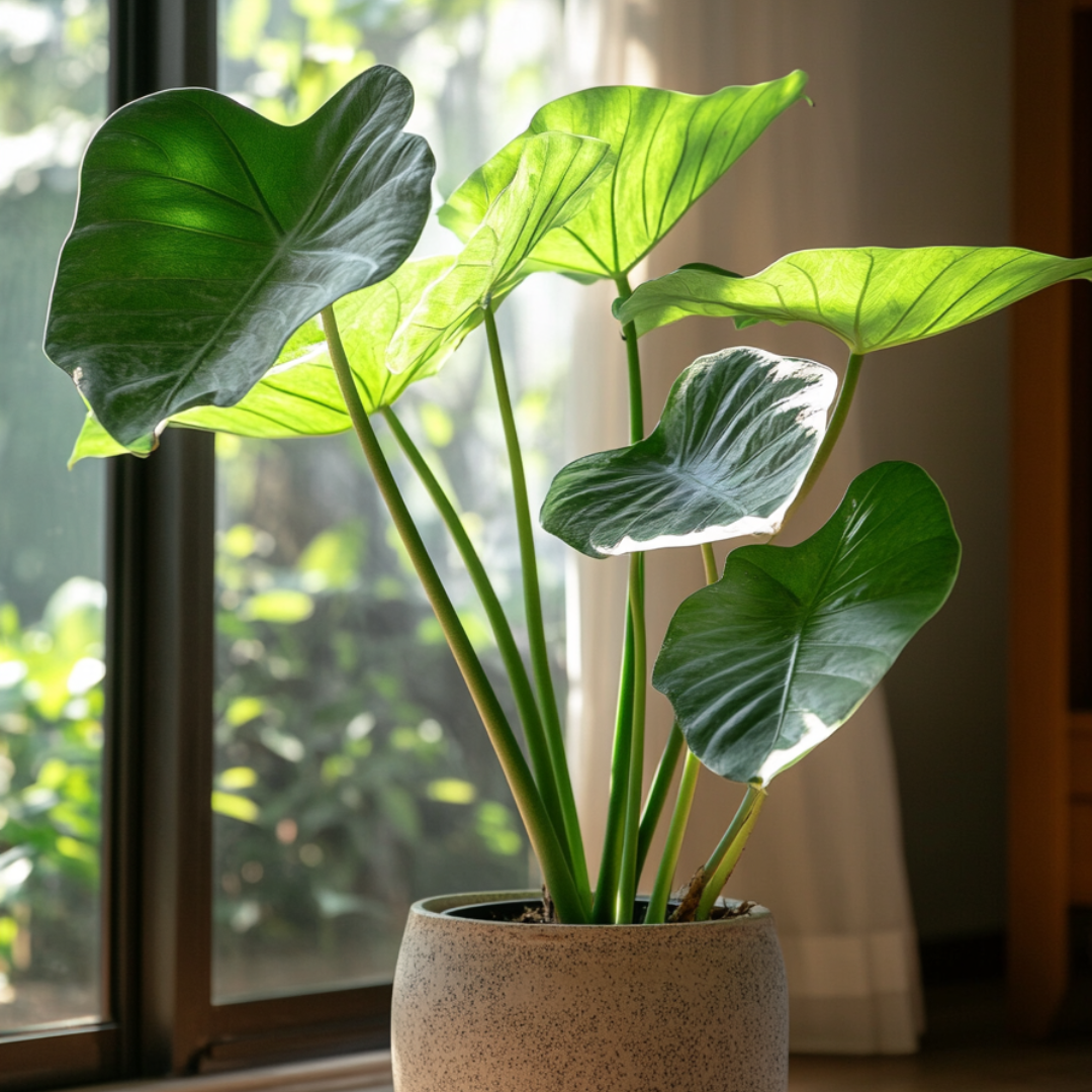 Oreja De Elefante - Alocasia 'portodora' - Altura 110-120cm - ⌀32cm