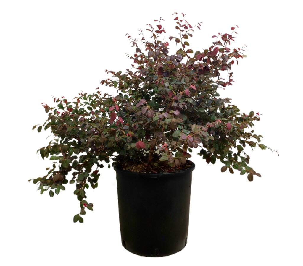 Loropetallum Chinense M30 60cm_1