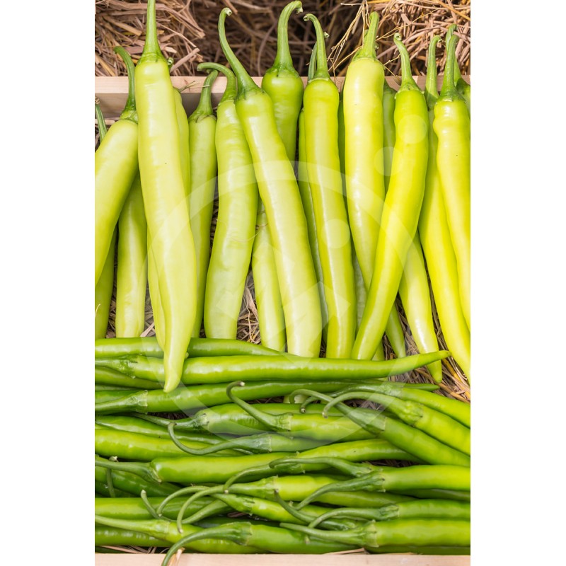 Semillas Pimiento Guindilla_0