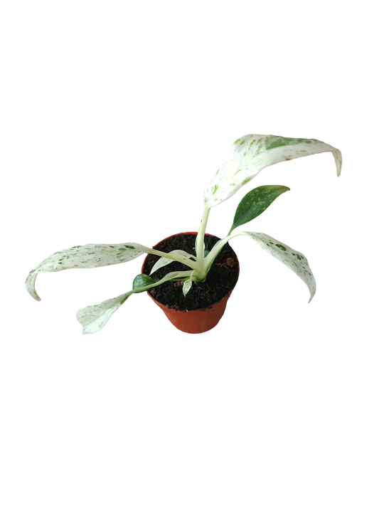 Rhaphidophora puberula VARIEGATA Monstera Planta de interior Ø6