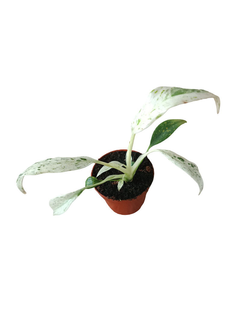 Rhaphidophora puberula VARIEGATA Monstera Planta de interior Ø6