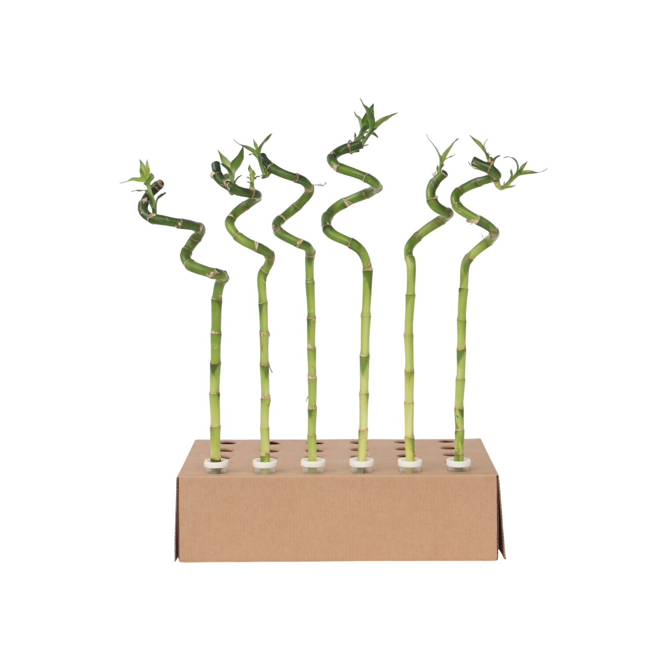 Bambú De La Suerte - 6 Pzs - Dracaena Sanderiana - Altura 40-50cm - ⌀2cm